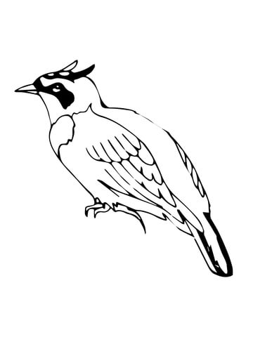 North American Horned Lark Coloring Page